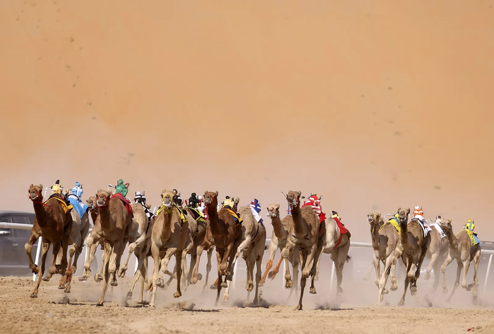 سباق هجن ضمن مهرجان ليوا الدولي